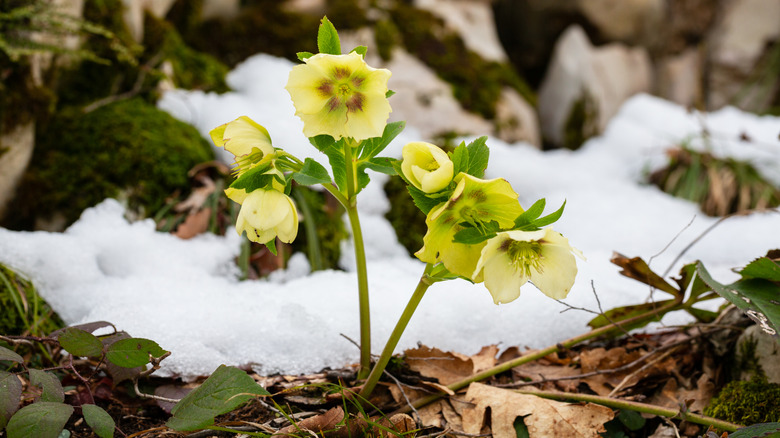 hellebore in winter