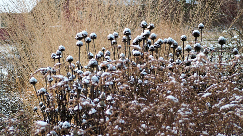 coneflower plants in fall