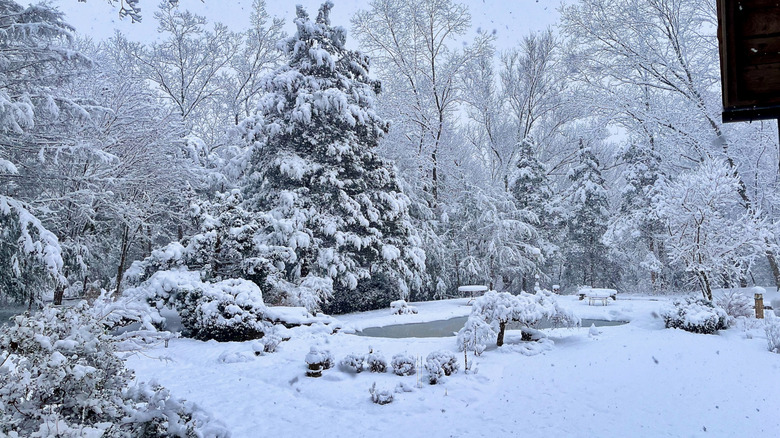 snow in a garden in winter