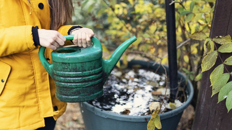 watering garden in the fall