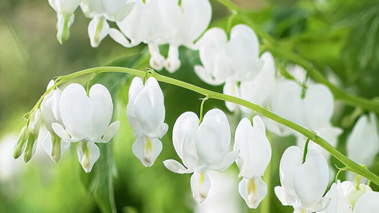 'Alba' bleeding heart cultivar with white blooms
