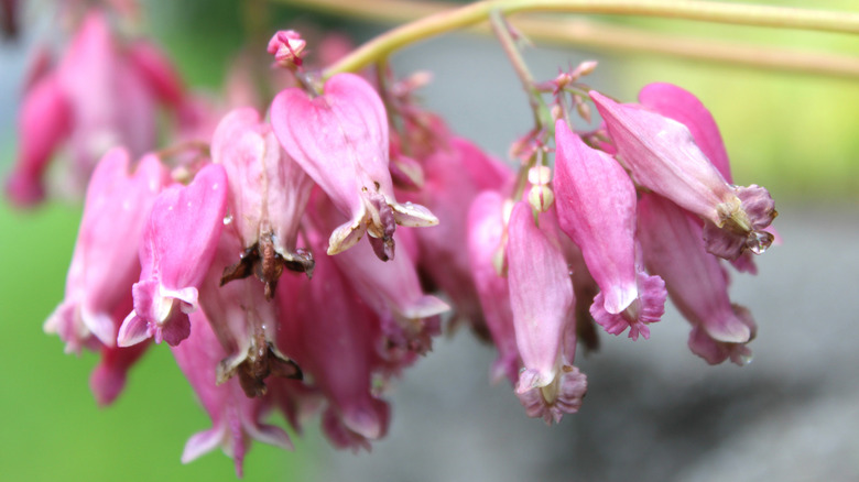 'Amore Pink' bleeding heart cultivar