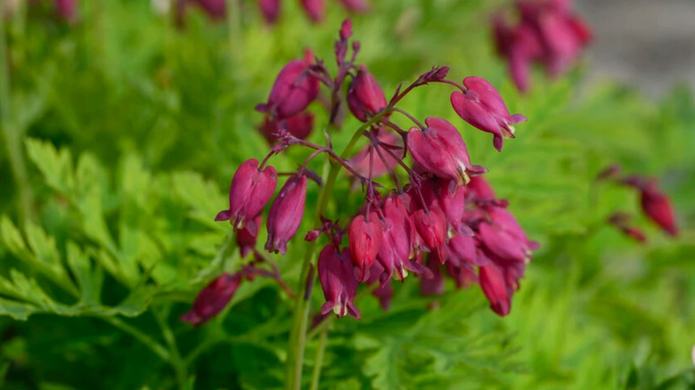 'Baccanal' bleeding heart cultivar with dark red blooms