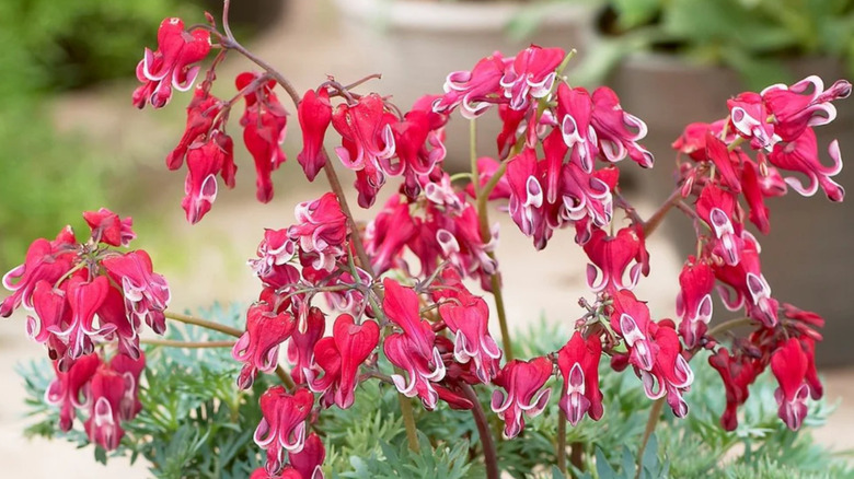 'Burning Hearts' Dicentra cultivar with rose-red and white blooms