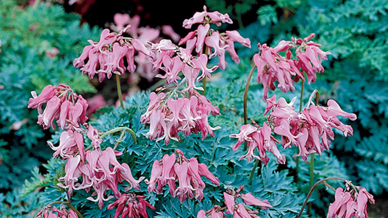 'Candy Hearts' Dicentra cultivar with rose colored flowers