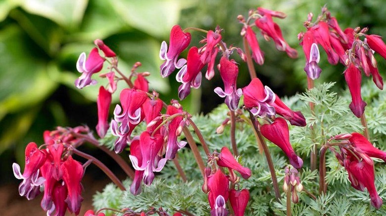 'Fire Island' cultivar of bleeding heart flowers