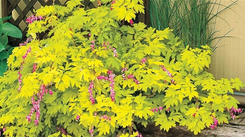 'Gold Heart,' an old fashioned bleeding heart variety with yellow leaves and pink blooms