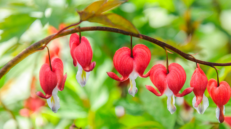 13 Types Of Bleeding Heart Plants That Fill Your Garden With Lovely Flowers