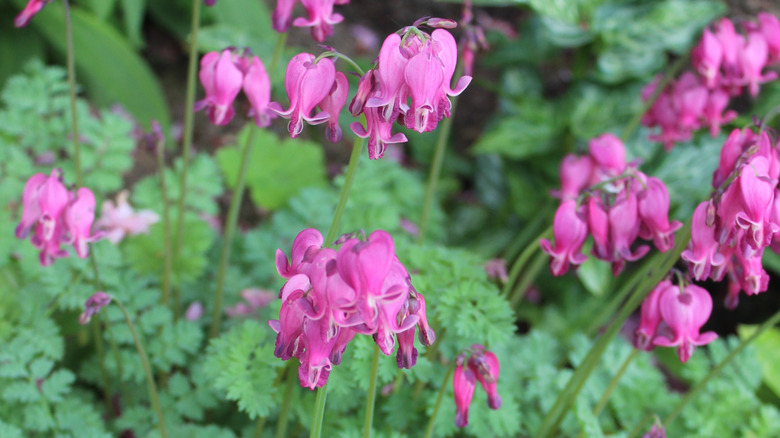 'King of Hearts' cultivar with pink flowers