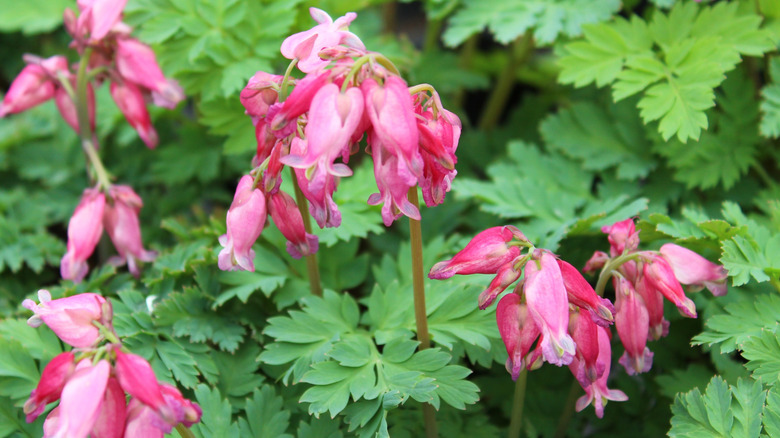 'Luxuriant' Dicentra cultivar with cherry-pink colored blooms