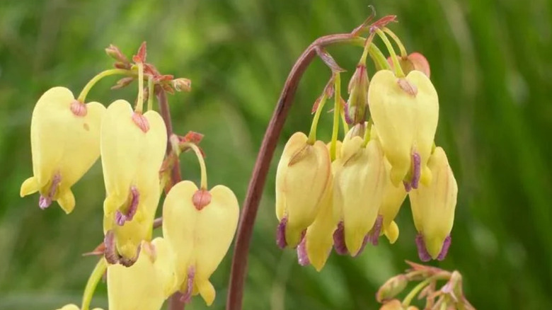 A yellow-flowered Dicentra cultivar called 'Sulphur Hearts'