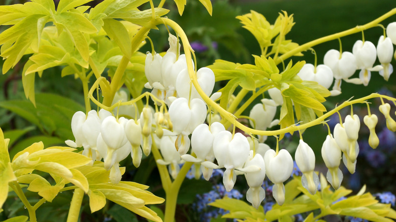 'White Gold' bleeding heart cultivar with white flowers and yellow foliage