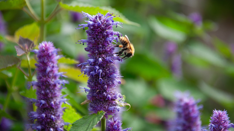 Bee on anise hyssop.