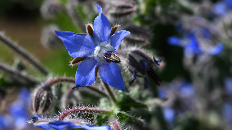 Close up of a blue borage flower