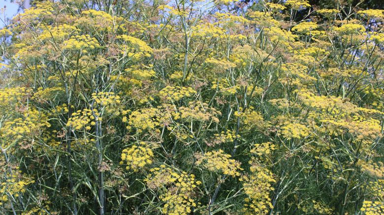 Bronze fennel in bloom