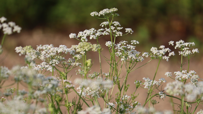 Caraway plants in flower