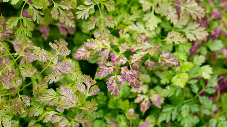 Variegated chervil growing in the garden.