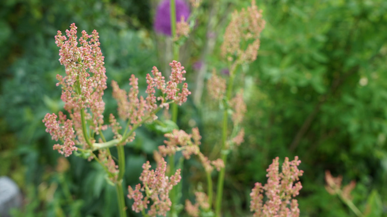 Sorrel flowering in the garden