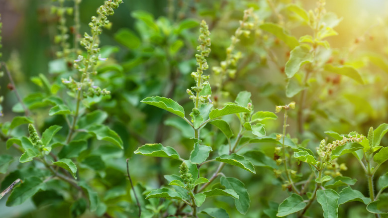 Holy basil plant growing in bright sun.