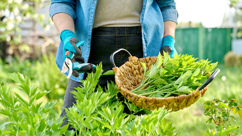 Person holding a basket harvesting lovage plants