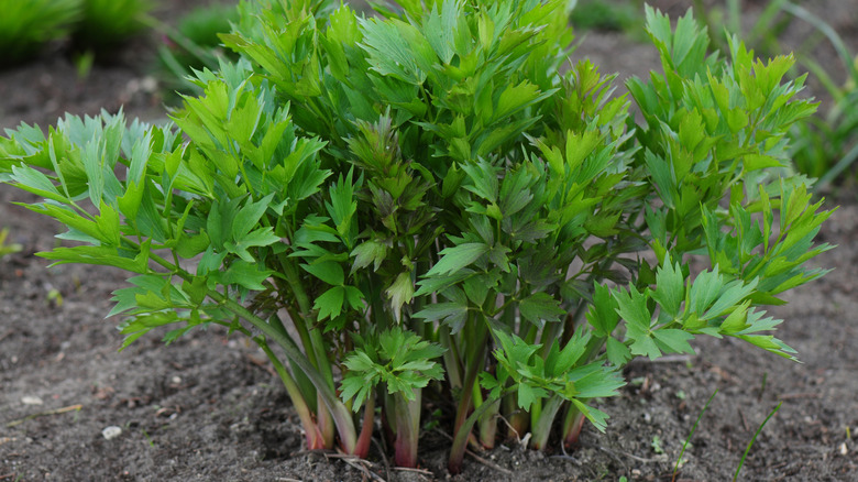 Lovage growing in the garden