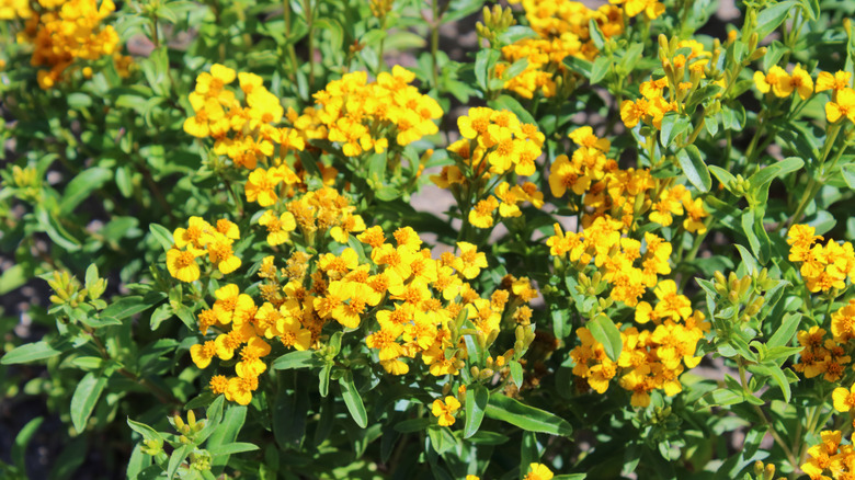 Mexican tarragon plant in flower