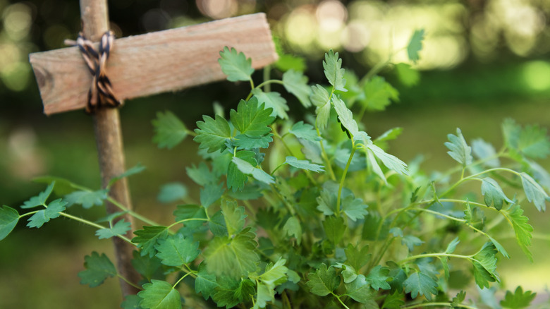 Salad burnet growing in front of a plant marker