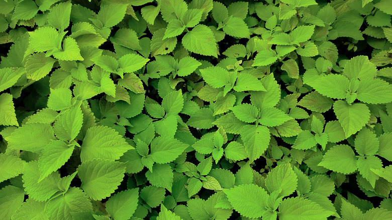 Shisho plants growing vigorously