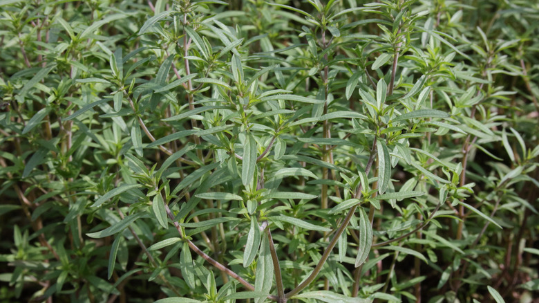 Summer savory growing in bright sun