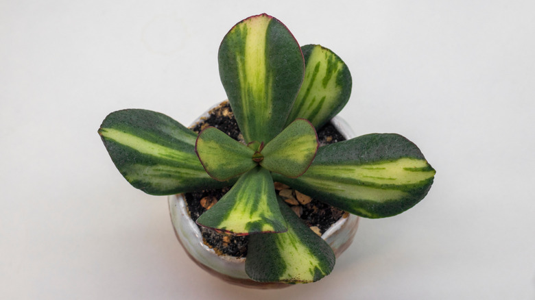 Blue Bird jade plant