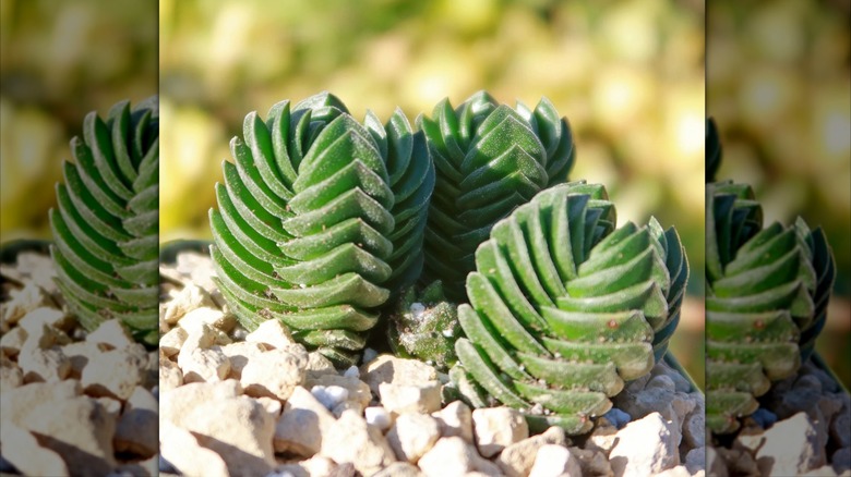 Buddha's temple jade with square stacked leaves