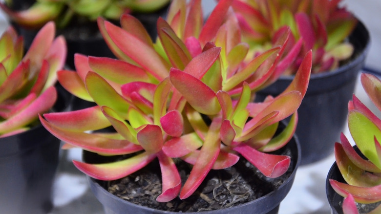 Campfire jade plant with pink leaves