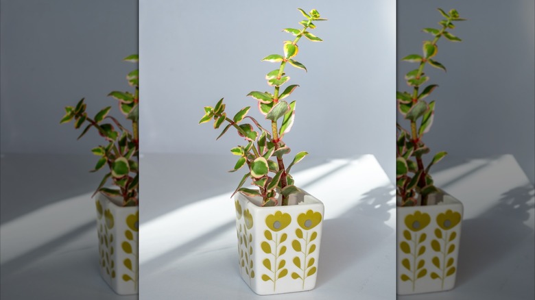 Comet jade plant in vintage pot