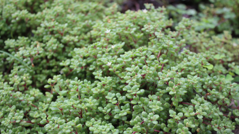 Fairy jade plant with small green leaves