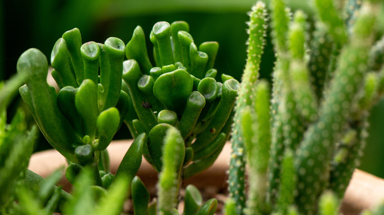 Gollum jade plant