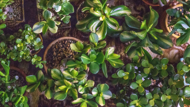 Several jade plants of different varieties
