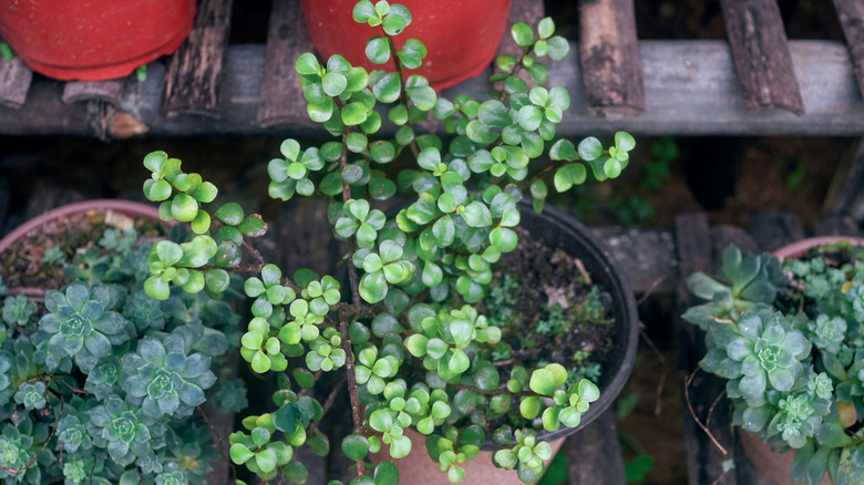 Mini Jade plant