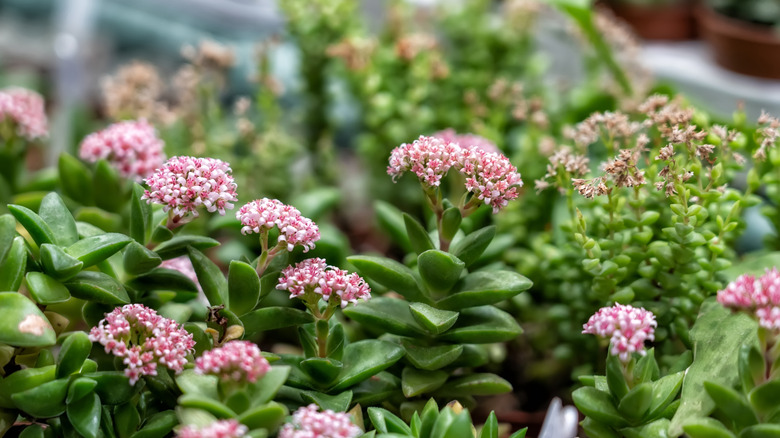Pink Beauty jade plant Crassula ovata 'Pink Beauty'