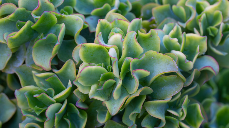Ripple jade plant