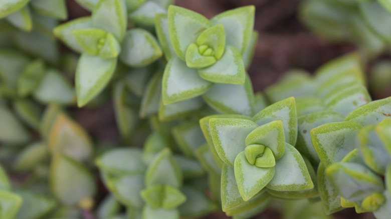 Rosary vine jade plant Crassula rupestris
