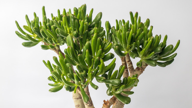 Skinny Fingers jade plant