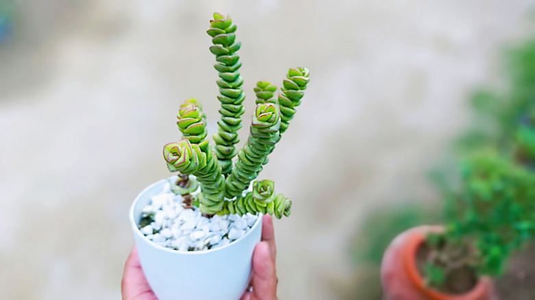 Jade necklace jade plant in small pot