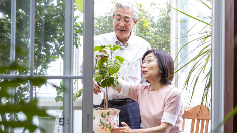 An older couple works on a potted plant in their plant-filled sunroom