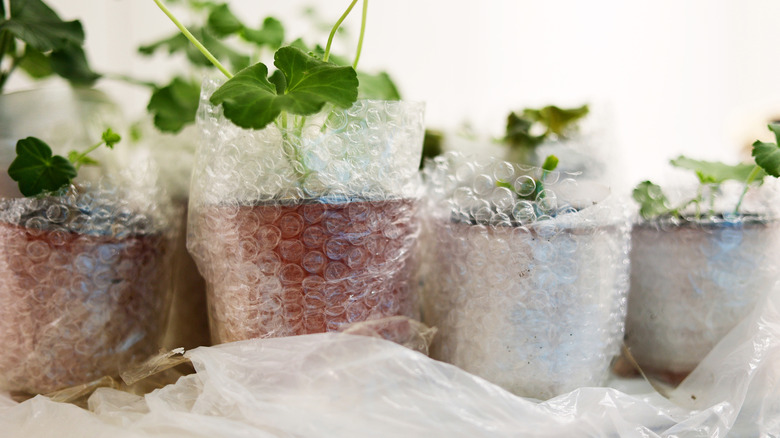 Four potted plants are in a row, wrapped in bubble wrap