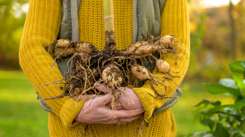 A woman in a mustard-colored sweater is holding several dirt-covered dahlia bulbs she has just dug up