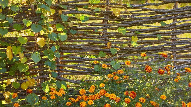 A simple wattle fence shelters marigold plants and vines