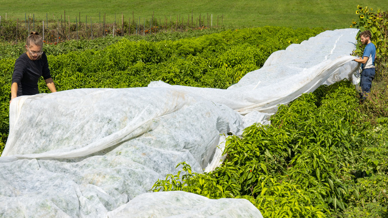 A woman and man are putting a row cover over a long row of pepper plants in their garden.