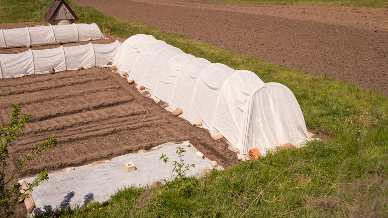 A multi-bed garden features three garden tunnels covered with frost cloth, plus another bed covered with frost cloth