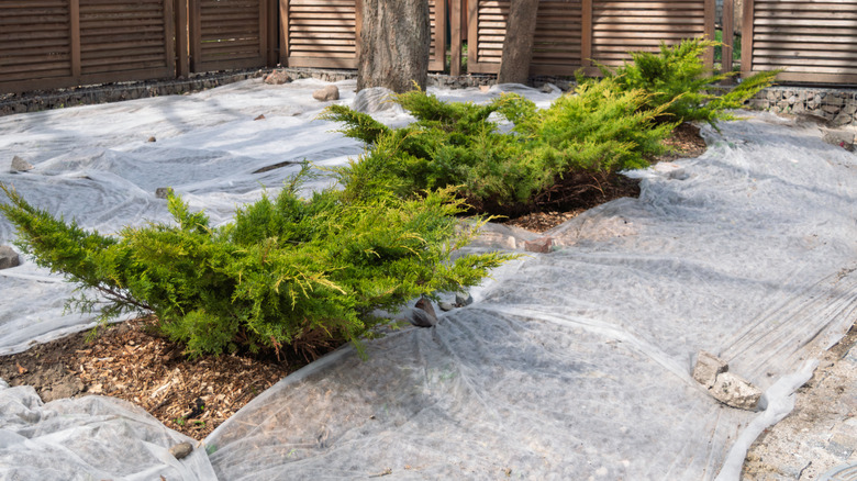 Juniper plants are uncovered, with cloth covering surrounding them