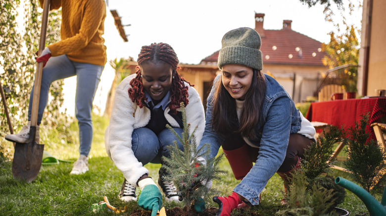 Three women, dressed for warmth, are planting tree seedlings